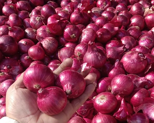 Onion